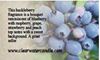Gift Collection - Blueberry Cheesecake, Blueberry Cobbler, Huckleberry
